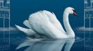 Photo : Le Lac des Cygnes de Moscou - Metz 2012